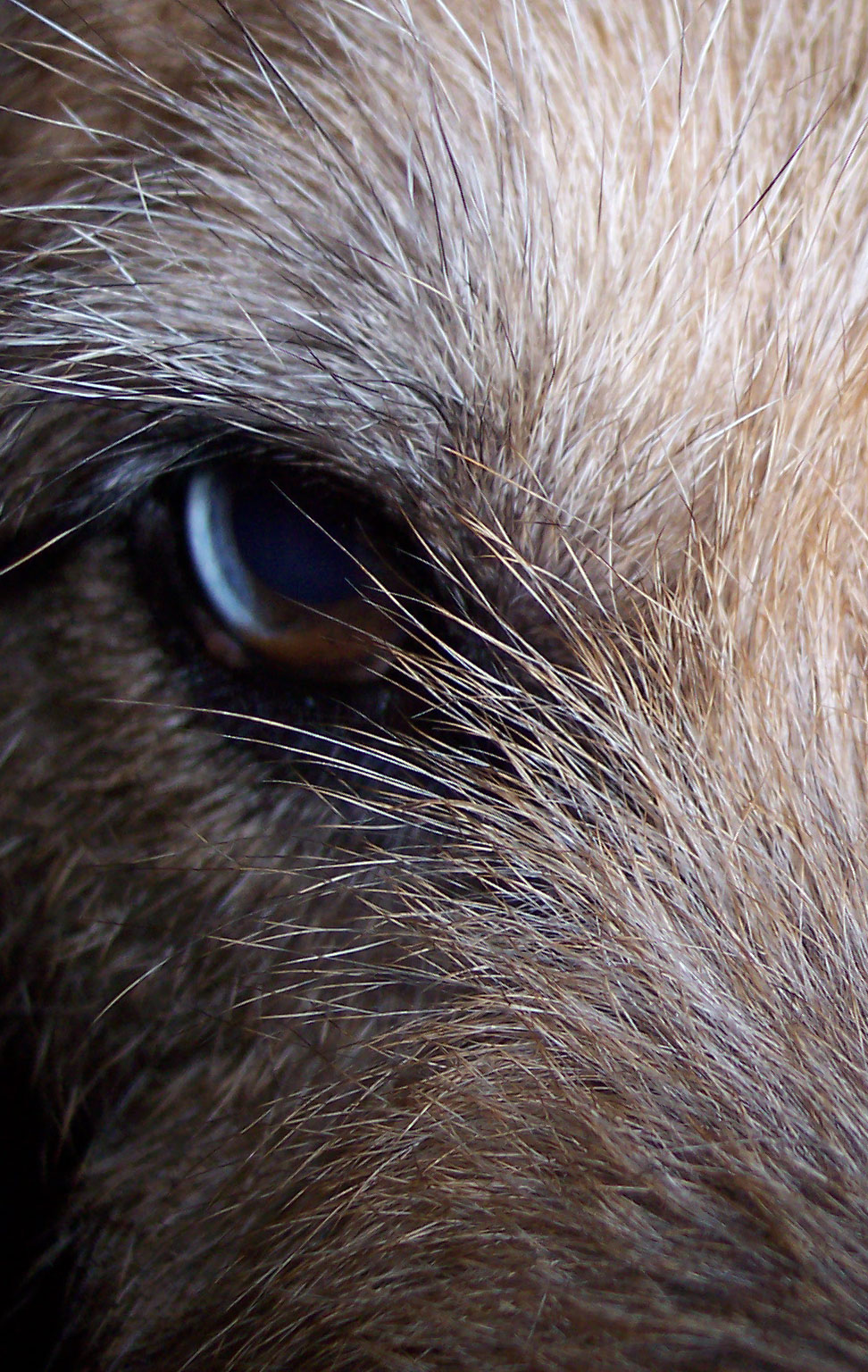 macro du bourdon
